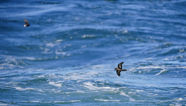 Sortie en mer : à la découverte des oiseaux pélagiques !